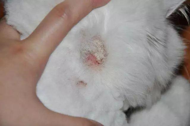 赛维洛犬菌清哪里有卖:为什么有的小奶猫会容易得猫癣、奶癣？