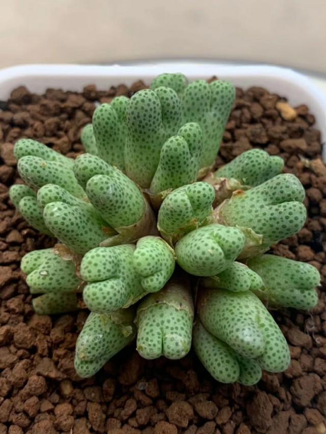 头条问答 夏天多肉多久浇一次水呢 237个回答