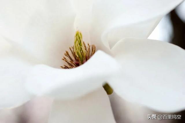 能否介绍下使用微距镜头拍摄花蕊的技巧?