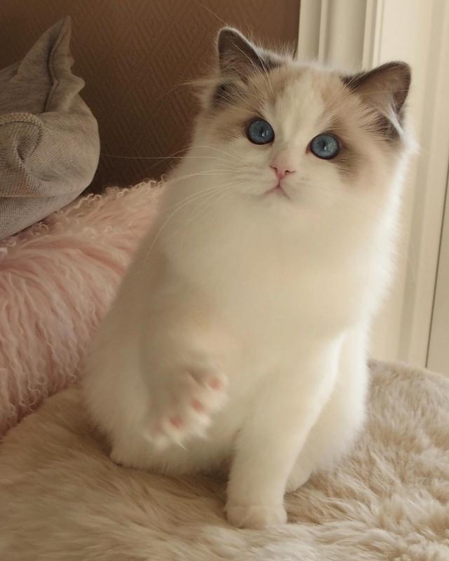 布偶猫多少钱一只:如果你喜欢一只布偶猫，你觉得你要月薪多少你才会买下它？