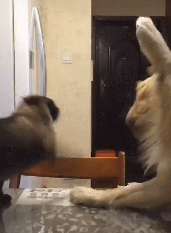 罗得西亚背脊犬和斗牛犬打架:如果宠物狗被恶意打伤，花了高额医疗费用，法律支持全额索赔吗？