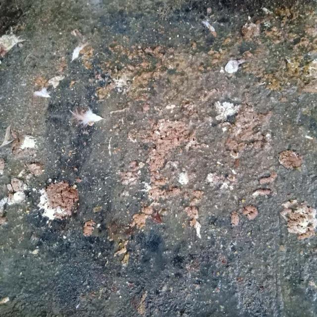 绦虫卵:绦虫卵图片 绦虫节片离开宿主后能存活多久？