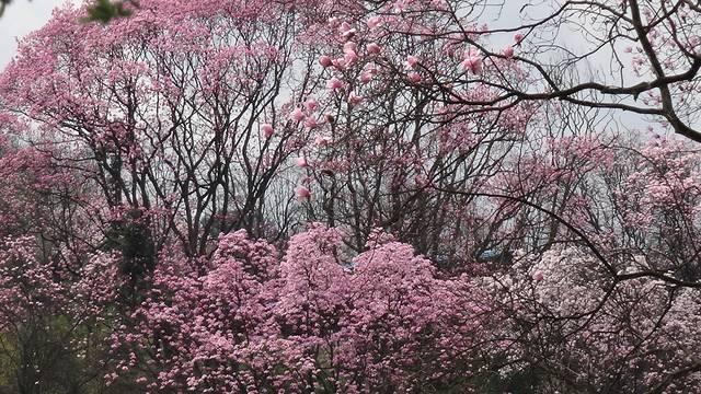 头条问答 江油辛夷花在哪里看 8个回答
