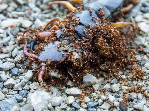 蚂蚁部落宠物蚂蚁:蚂蚁最早出现在什么时候？ 宠物蚂蚁竹节试管巢穴