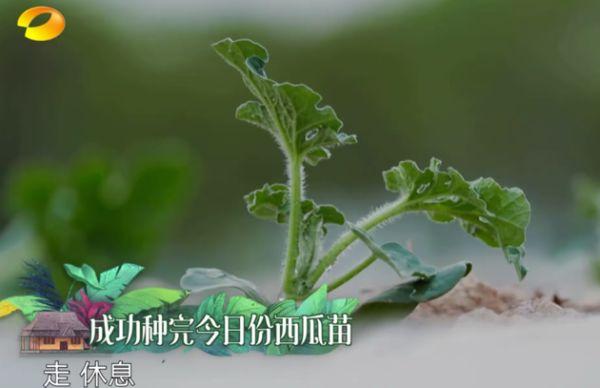 张婧仪和周迅:郭麒麟说“我这辈子不能要个姑娘”，是否有重男轻女之嫌