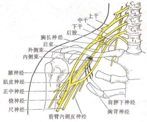 颈椎病会引起整天没精神吗:颈椎病手脚麻木无力会瘫痪吗？