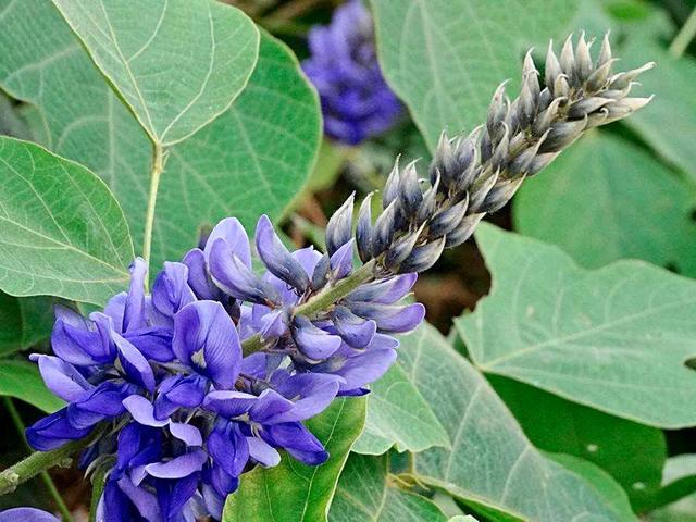 葛花的作用与功效(葛花的作用与功效图片)