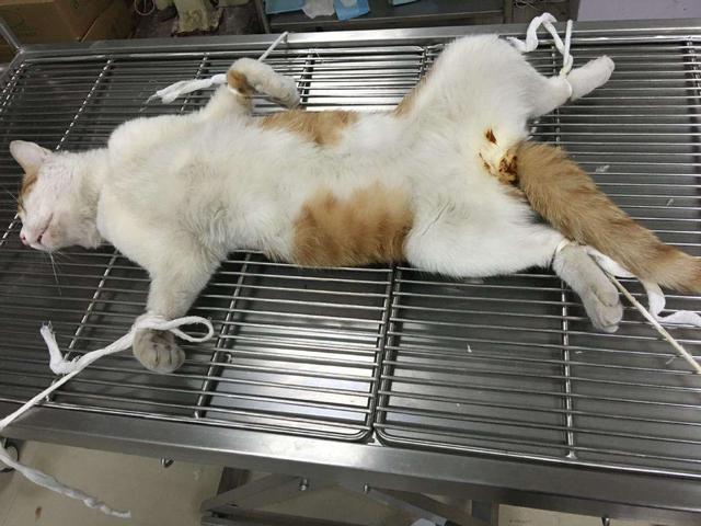 猫咪绝育表情亮了:猫咪做绝育的表情亮了 养猫但给猫做绝育手术属于爱猫吗？