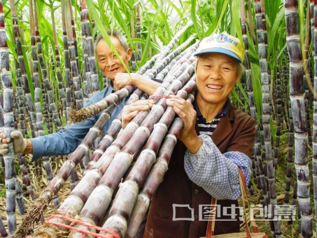水蔗草(水蔗草的功效与作用)