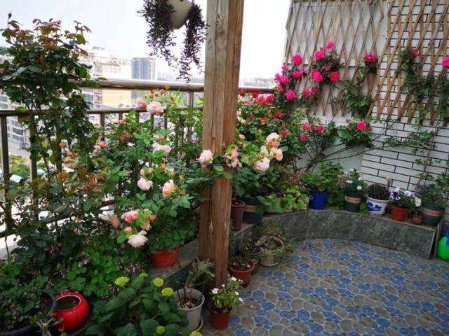 楼顶露台太热,适合种什么绿植,花卉?-惠修网