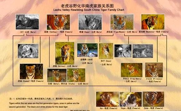 全球野生老虎分布图图片