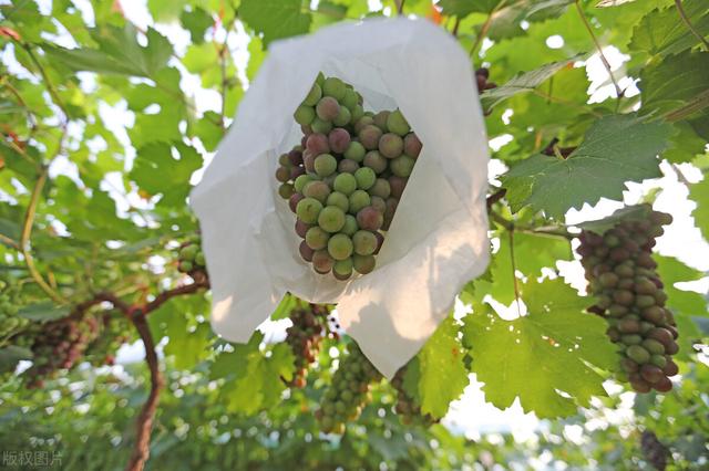 求购黄刺玫:黄刺玫和黄蔷薇怎么区分？