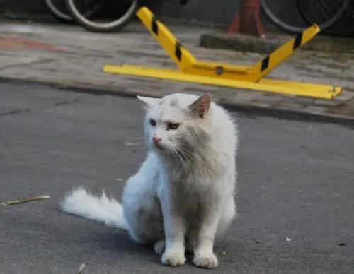 猫咪弓形虫疫苗打几针:被猫咬到手要去打狂犬疫苗吗？