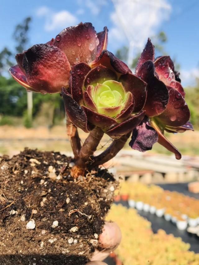 翡翠景天几天浇一次水:多肉植物浇水多久浇一次,每次都需要浇透吗？