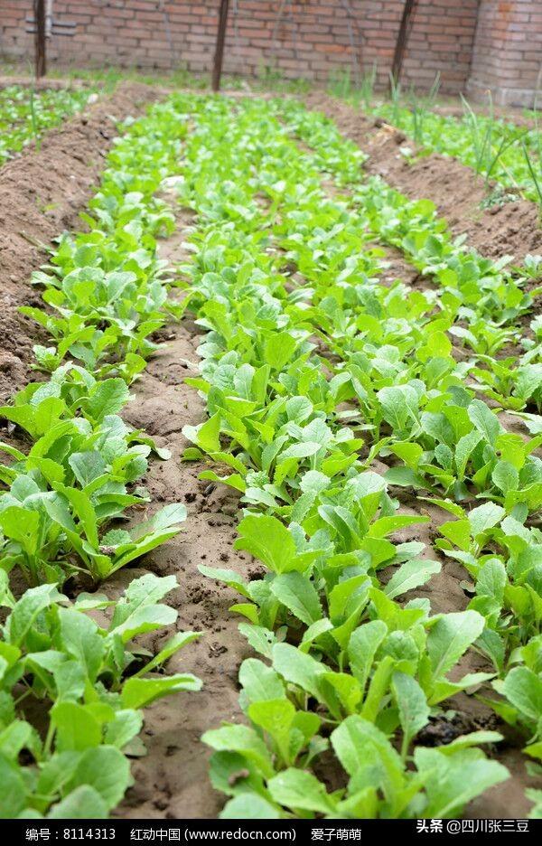 头条问答 - 种植小白菜看似简单,主要防治哪些病虫害?(13个回答)