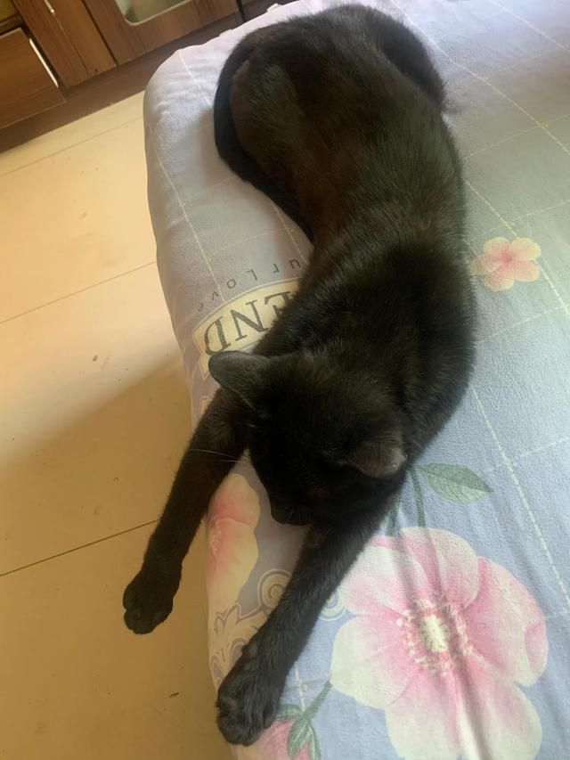 猫咪尿频尿急尿不尽用什么药:猫咪尿频尿不尽怎么治疗 头条的朋友们我家猫咪这两天频繁去厕所还尿不出来应该吃什么药？