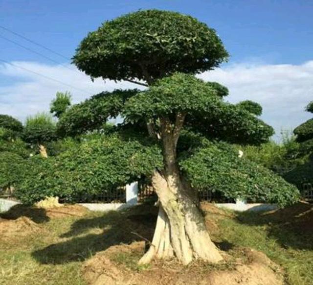 元宝枫图片:元宝枫图片大图 我有十亩地，我想种点风景树，有前景好的品种推荐吗？