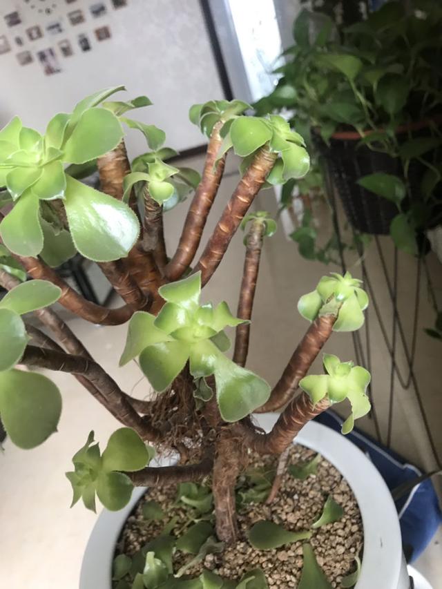 翡翠景天几天浇一次水:多肉植物浇水多久浇一次,每次都需要浇透吗？