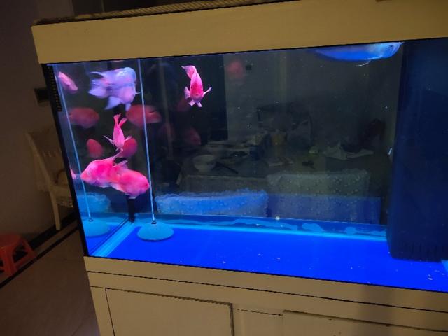 民用水族箱过滤器:小鱼缸用什么过滤器比较好？