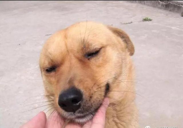 广西土狗打架视频:如何看一只广西土狗好不好？
