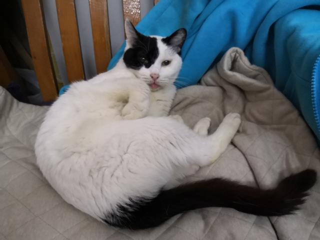 母猫绝育伤口鼓起:公猫绝育刀口用碘伏擦行吗？