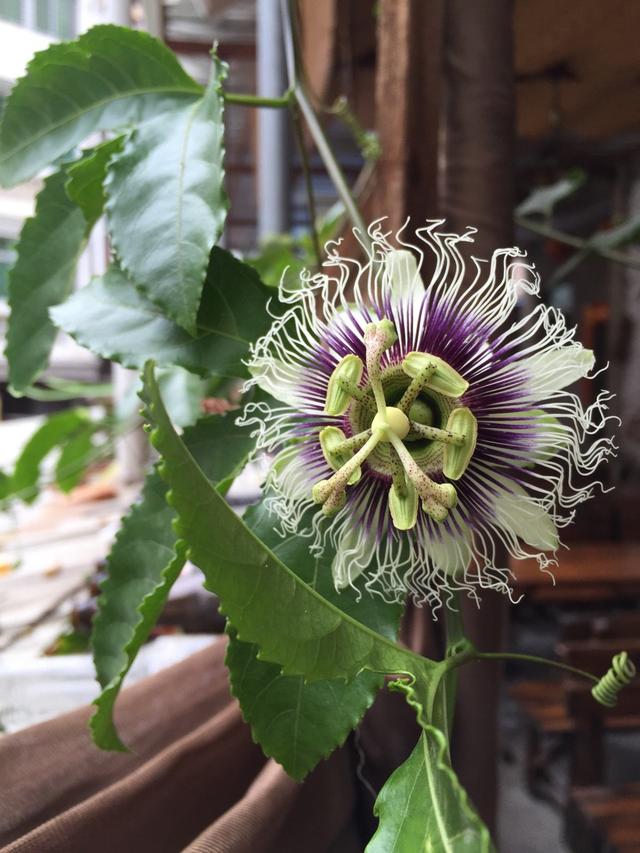 百香果是什么季节的水果,现在这个季节适合种百香果吗？