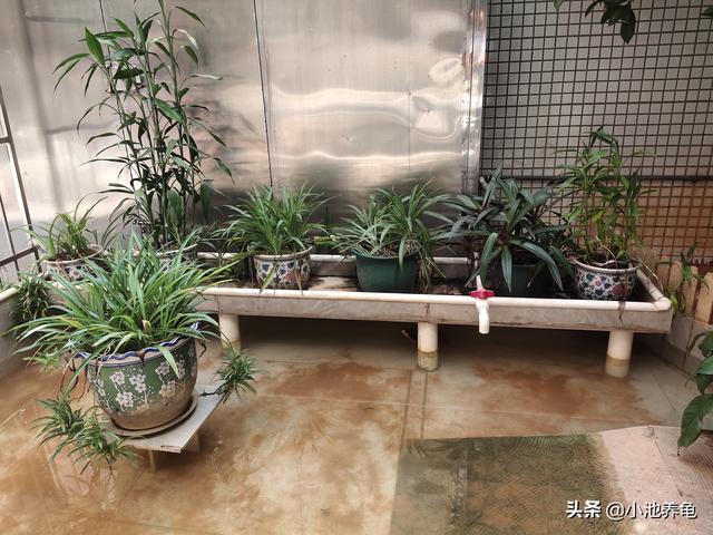 小龟白眼病白膜多久掉:怎么判断乌龟是否得了白眼病？怎样治疗白眼病？