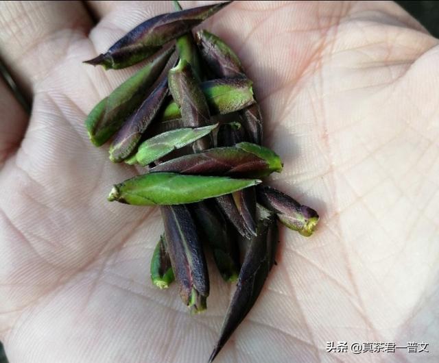 古树藤条茶是普洱茶么,普洱茶里出现“马蹄梗”就是古树春茶吗？