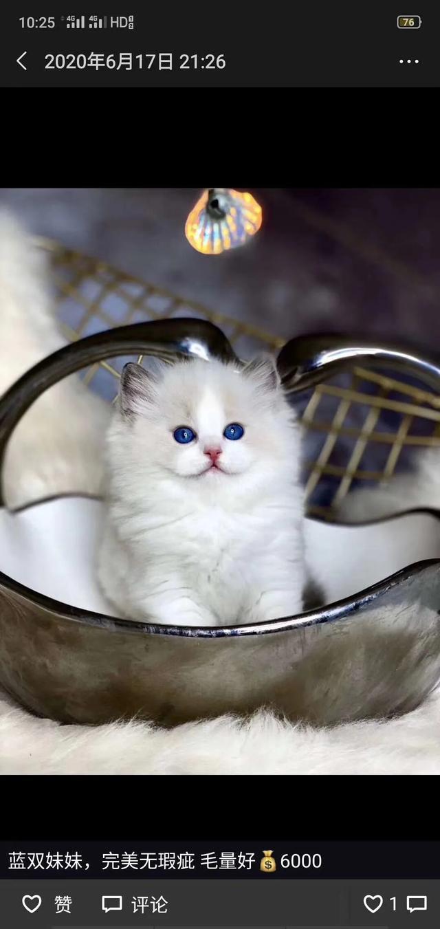 布偶猫吧:有的后院布偶猫为什么比正规猫舍的还好看？