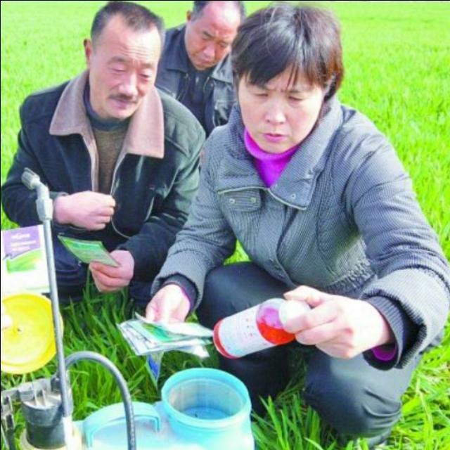 氟唑磺隆治多花黑麦草吗:小麦除草剂年后什么时候打好？什么药比较安全效果好？