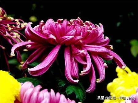 二色金鸡菊:夏季菊花怎么养护，求指点？