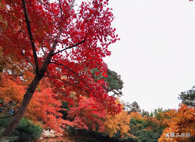 高山金翅雀图片:苏州十大名山中，你最喜欢的是哪一座？