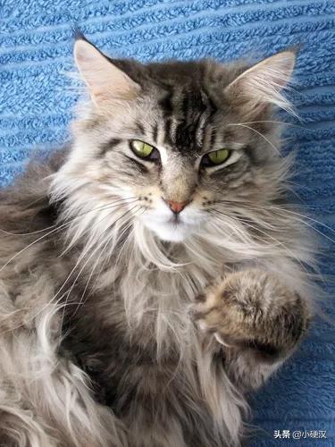 缅因猫与梨花猫的区别:这种属于缅因猫的哪一种啊？你怎么看？