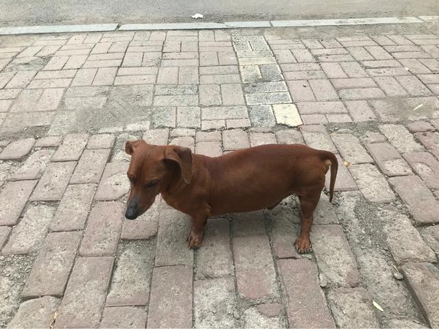 狗狗突然拼命吃草，是怎么回事？插图5