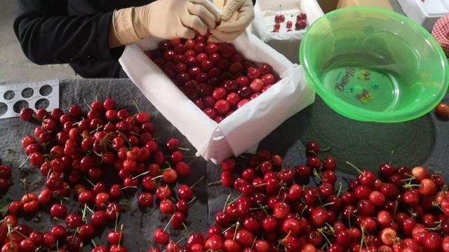 樱桃超百万吨集中上市,2个月暴跌95％这是咋了？