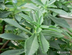 费菜能人工种植吗？如何种植？