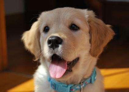 东莞金毛犬吧:想养金毛犬，但是金毛犬好养吗？