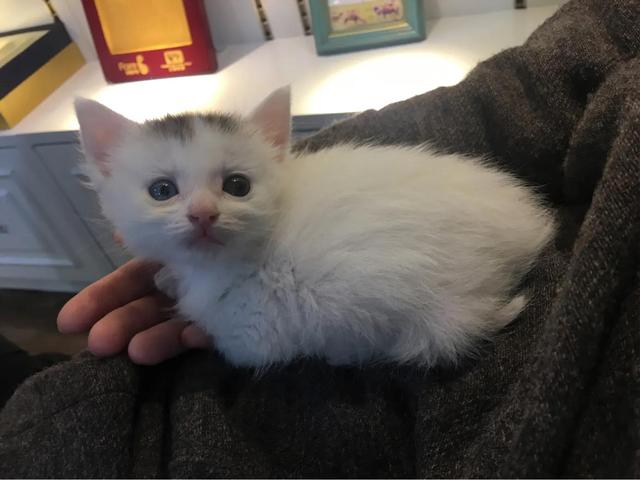 水煮活猫的新闻视频:把一只刚出生的小奶猫一直养大是什么感觉？