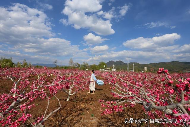 清溪的禾雀花:清溪的禾雀花期 汕头人民可以去哪里赏花？