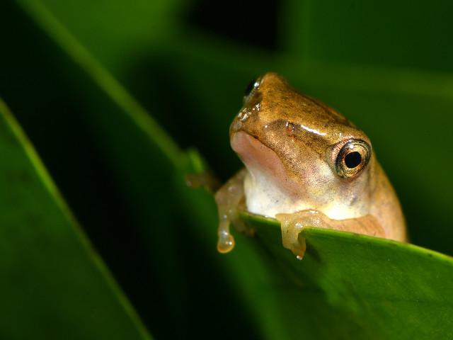 头条问答 在农村里 晚上听着青蛙的叫声睡觉是一种什么体验 你有经历过吗 三秋树老的回答 0赞