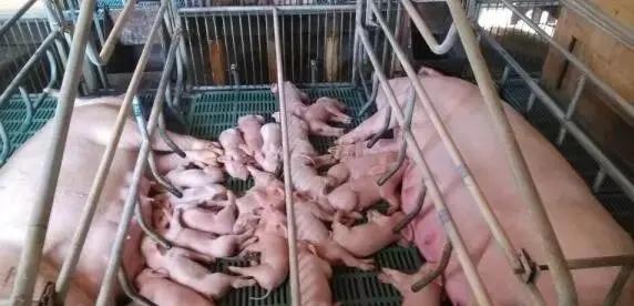 什么原因导致死胎呢:母猪下死胎，木乃伊胎，倚形胎是什么原因？