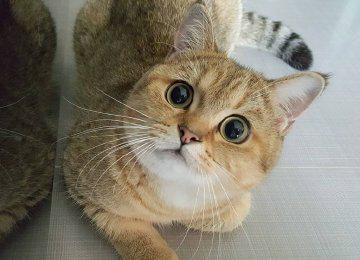 新手养猫注意事项两个月:养猫有哪些快速入门指南使新手铲屎官少走弯路？