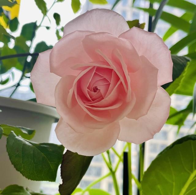 月季花品种介绍:月季花的品种都有哪些 盆栽月季花用什么品种好？