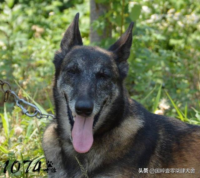 如何给宠物狗取名字:你是根据什么给狗狗起名字呢？