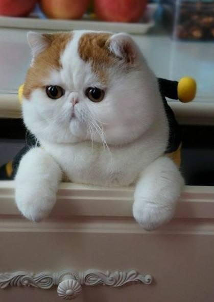 成都加菲猫高清图片:为什么越来越多人养加菲猫？