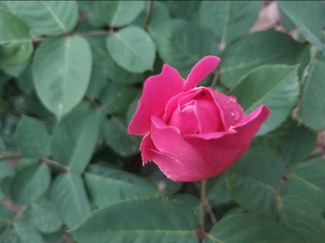 玫瑰花的特点是什么，玫瑰和月季怎么区分？最简单的方法是什么？