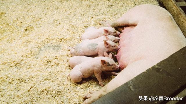 母猪的产后护理全文免费阅读:母猪的产后护理小说免费阅读 母猪下崽，怎样干身、剪牙、断脐？