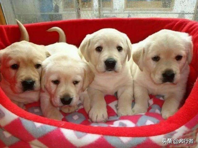 细小病毒治疗方法:两三个月狗狗得细小怎么治疗？