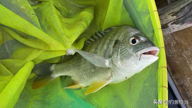头条问答 有人说钓黄翅鱼没口时要换位 这是为什么 4个回答