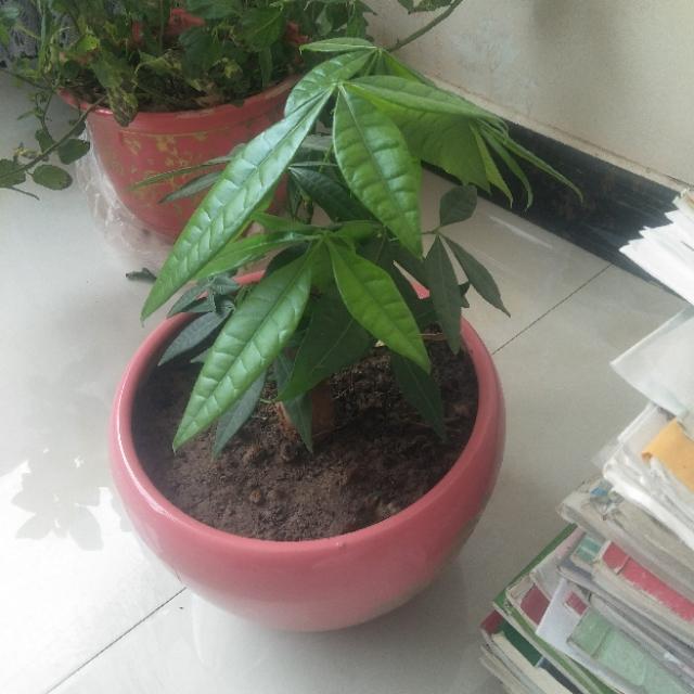 花土里加火山石:发财树盆里能用铺面石吗？